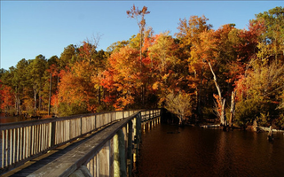 Illustration for article titled Shooting Challenge Fall Leaves Gallery 2